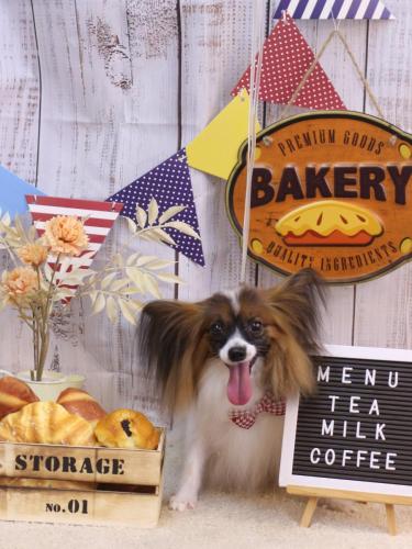 20240918ラナちゃん